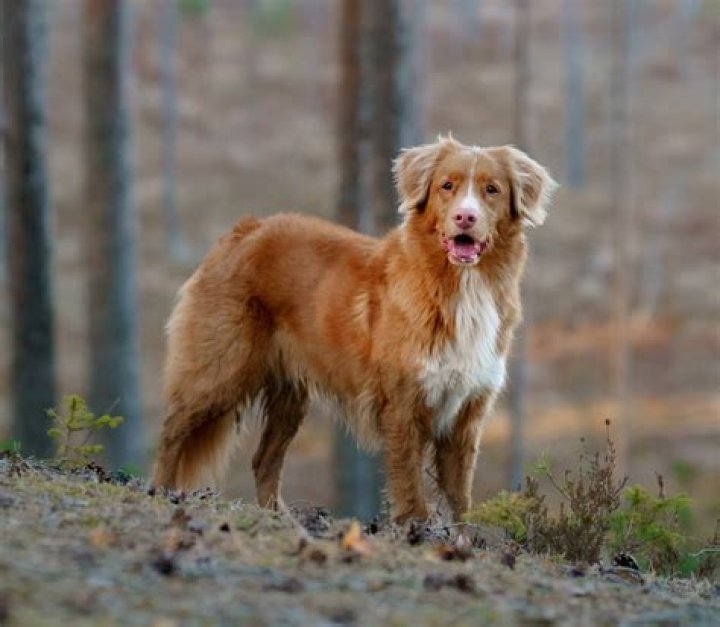 Nova Scotia Duck Tolling Retriever dog lying on the grass in the sun