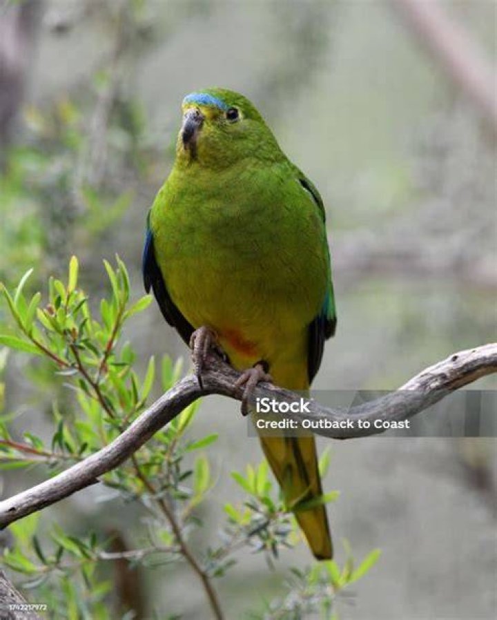 Orange-bellied Parrot perched