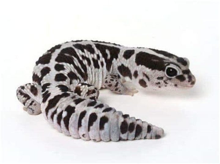 oreo african fat tailed gecko on human hands