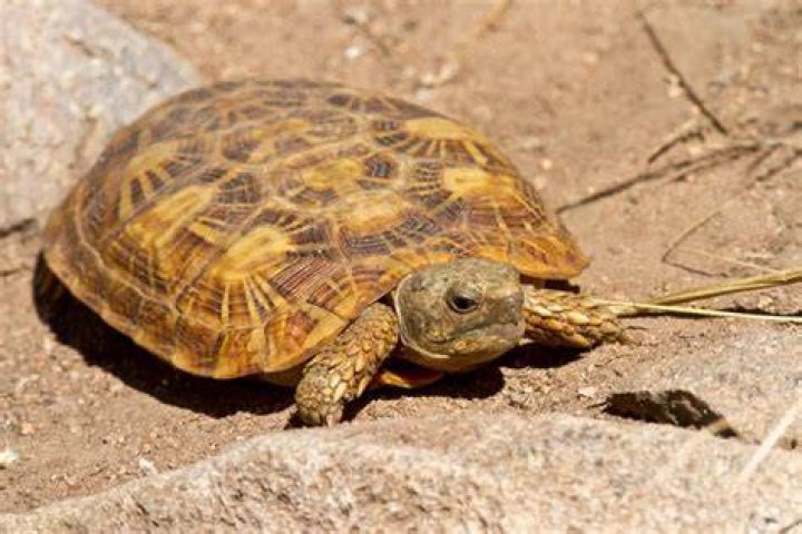 Pancake Tortoise: Care Sheet, Tank Setup, Diet & More (With Pictures)