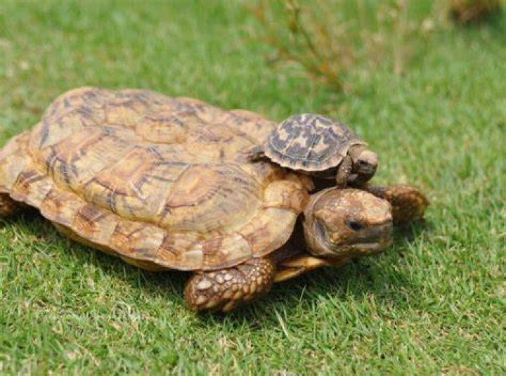 pancake tortoise eating grass_Piqsels