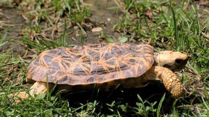 pancake tortoise habitat_Jenni Kantis_Pixabay