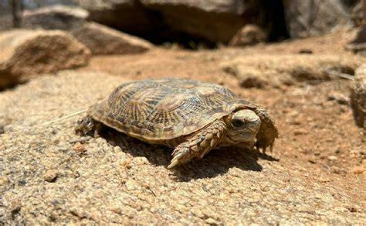 pancake tortoise walking_Piqsels
