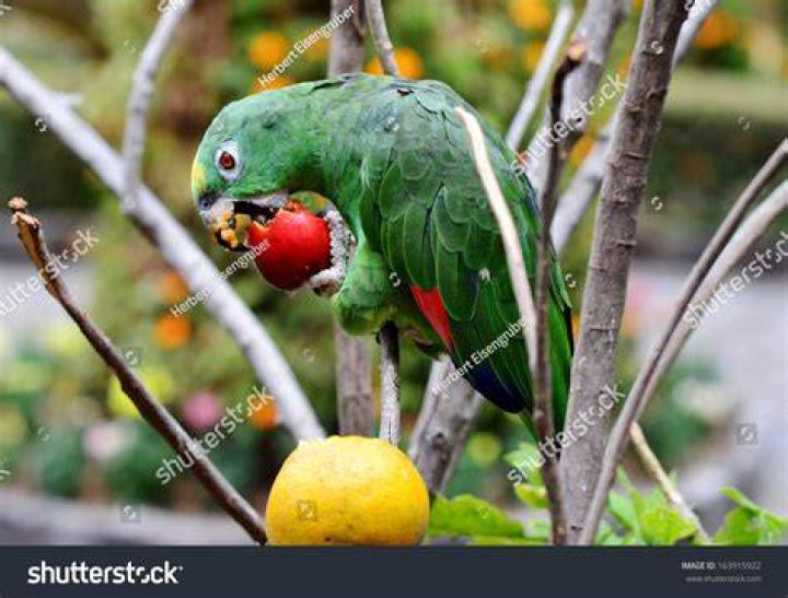 Parrot Eating Fruits