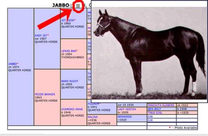 Pedigree horses bred to have a concave face has been described as 'horrific' by veterinary experts. Photo / Regency Cove Farms