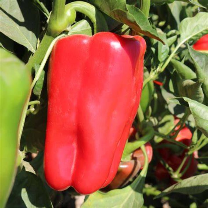  Pepper Red Impact 