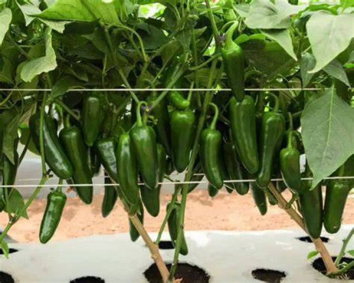 Pepper San Joaquin On Plant 