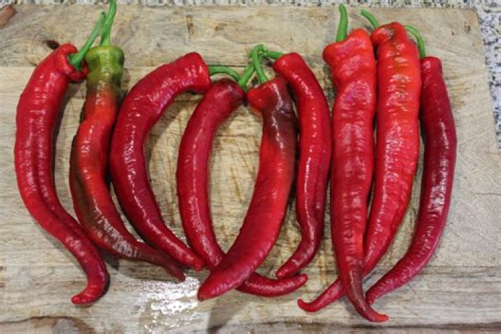 Pepper Wildcat Primary 