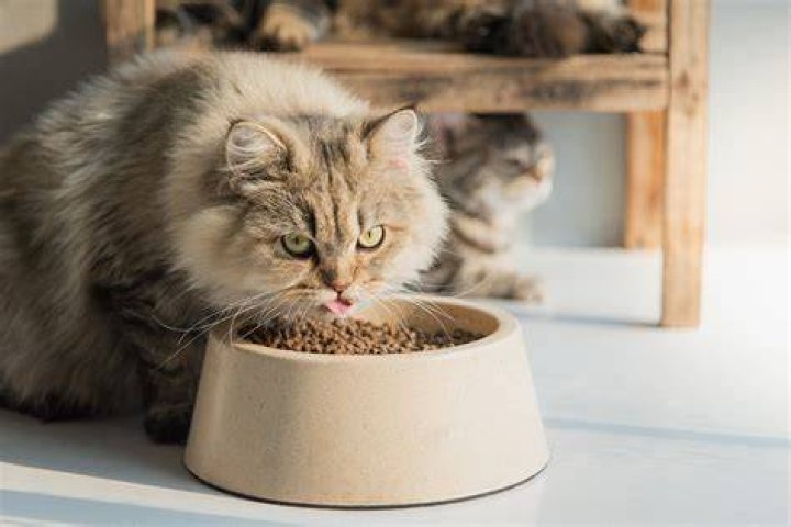 persian cat eating dry food