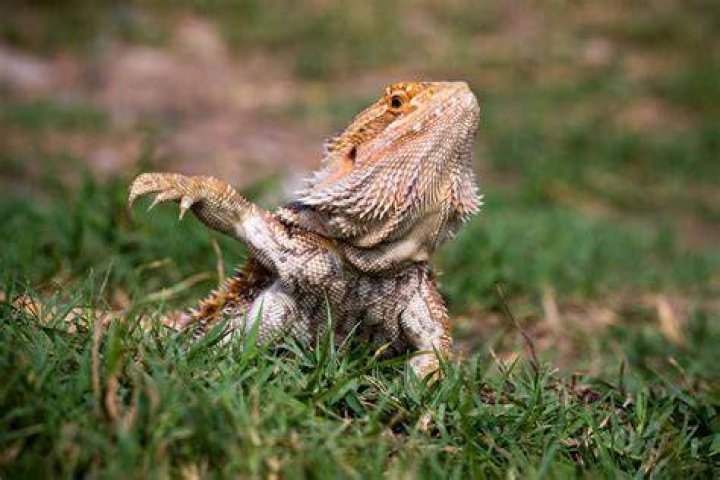 PetKeen_Can Bearded Dragons Eat_zucchini