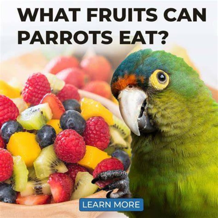 PetKeen_Can Parrots Eat_cantaloupe