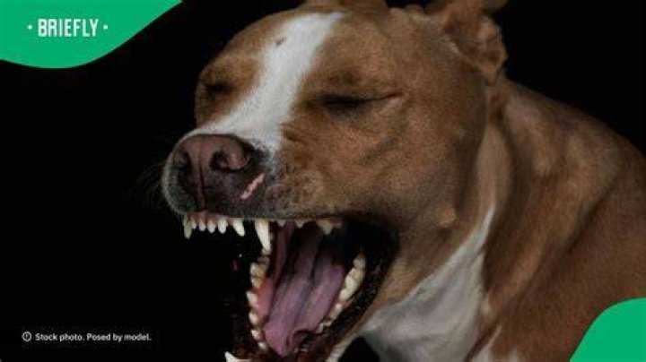 Pit bull chasing a man