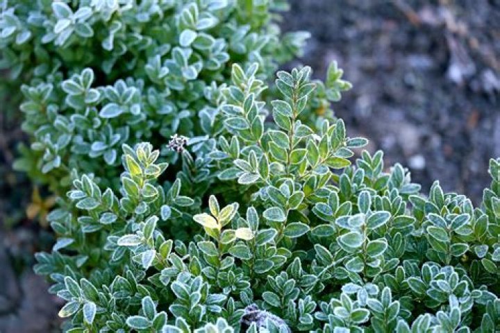 Plant, Garden, Shrub, Botany, Groundcover, Landscaping, Botanical garden, Water feature, Conifer, Evergreen, 