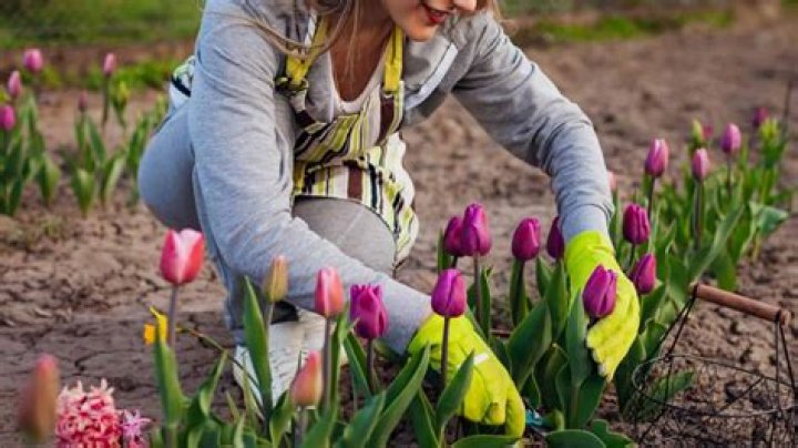Planting spring flowers in garden