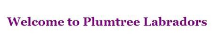 Plumtree Labradorss