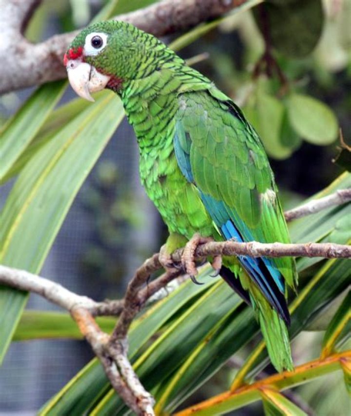 Puerto Rican Amazon parrot