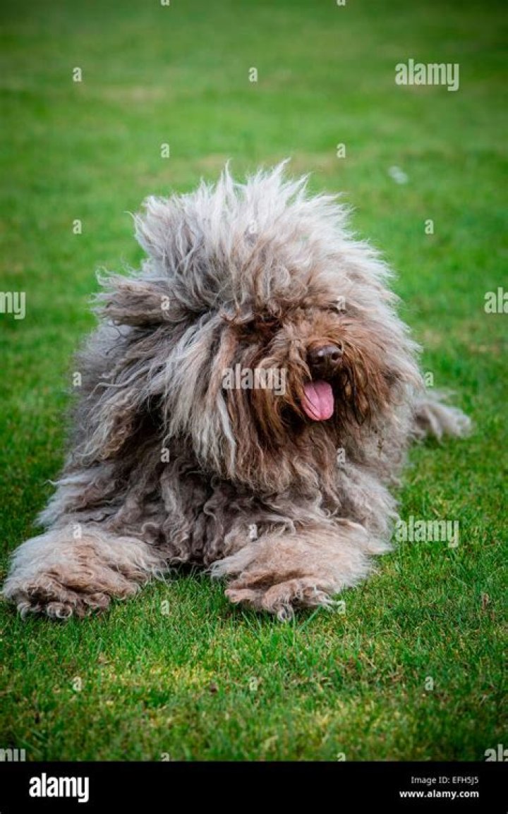 Puli dog lying on grass