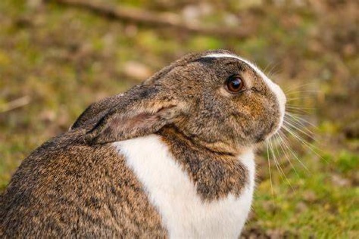 rabbit in cage_AKF Production_Shutterstock