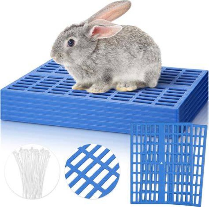 rabbit on the floor
