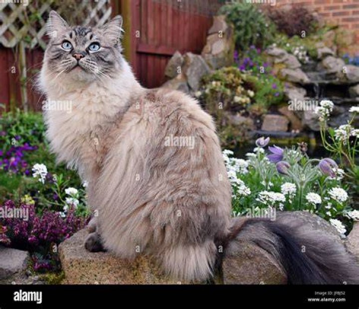 ragdoll cat outdoors