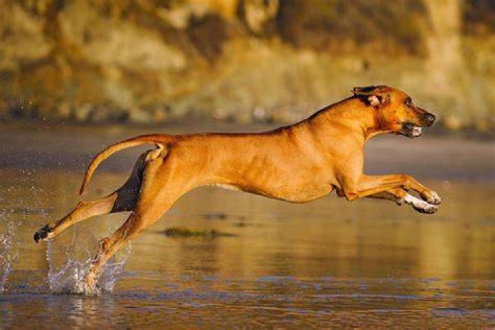 rhodesian ridgeback dog running on the meadow