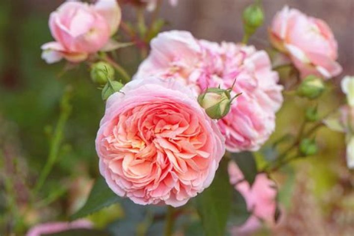 Roses Roses