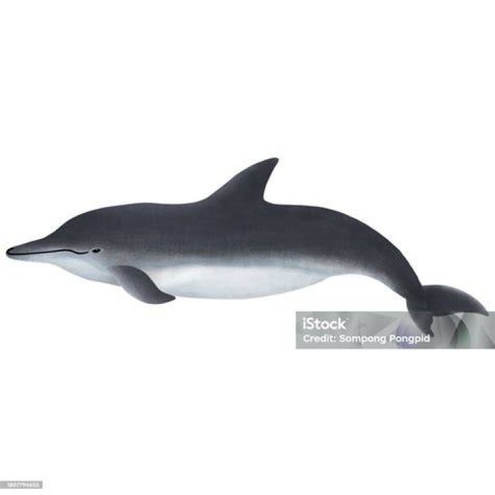 Rough-toothed dolphin (Steno Bredanensis). Photo / Encyclopaedia Britannica/UIG Via Getty Images