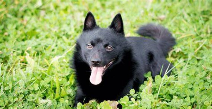 schipperke