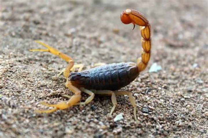 Scorpion Scorpion