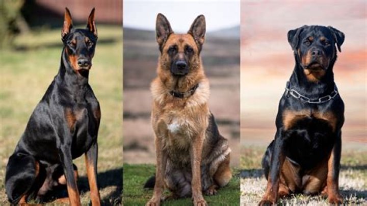 security dogs security dogs