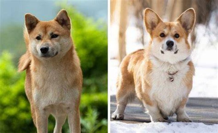 Shiba Inu & Corgi side by side
