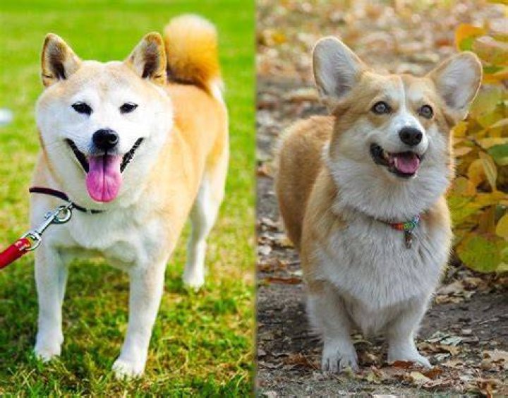 Shiba Inu vs. Corgi