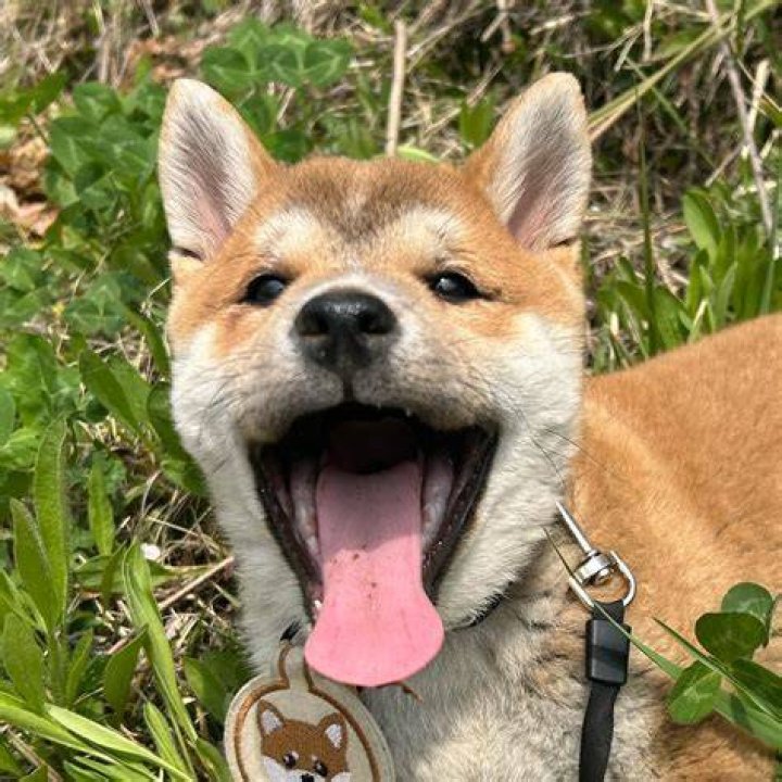 Shiba-Inu-dog