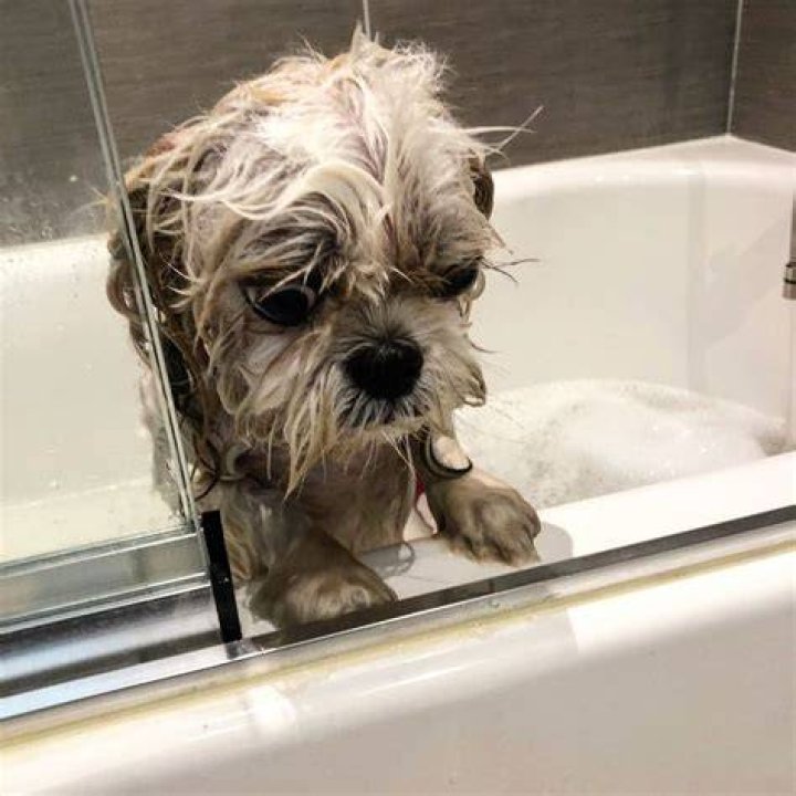 shih tzu dog getting wet food from owner at kitchen