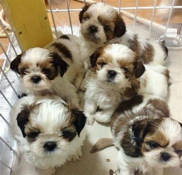 shih tzu with a puppy cat