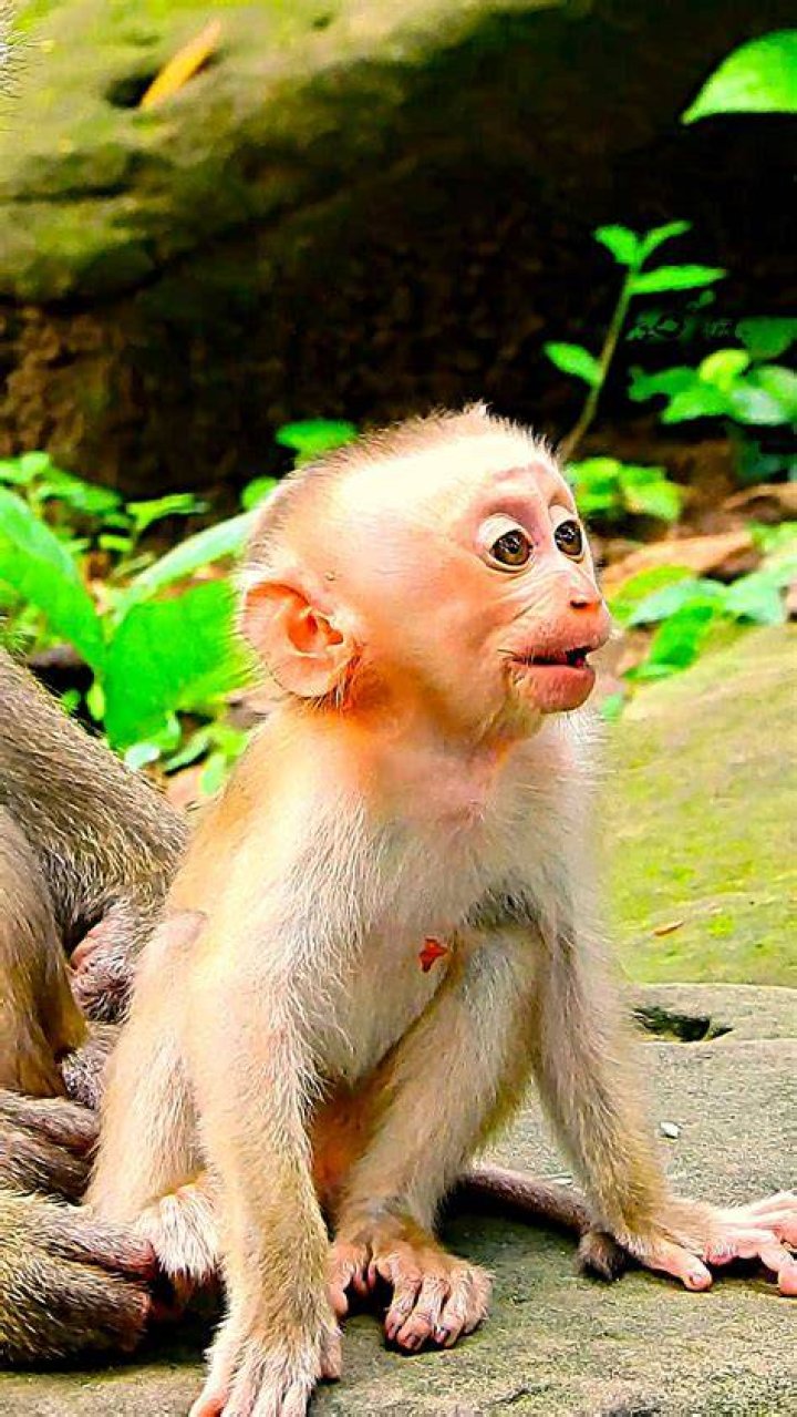 Shocking images show the monkeys taking the dogs away to drop them from the tops of buildings and trees. Photo / News18