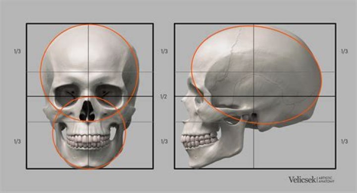 Skull Skull
