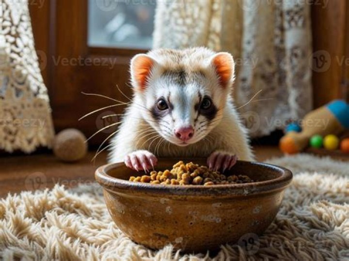 Small female ferret eating briquette_Xseon_shutterstock