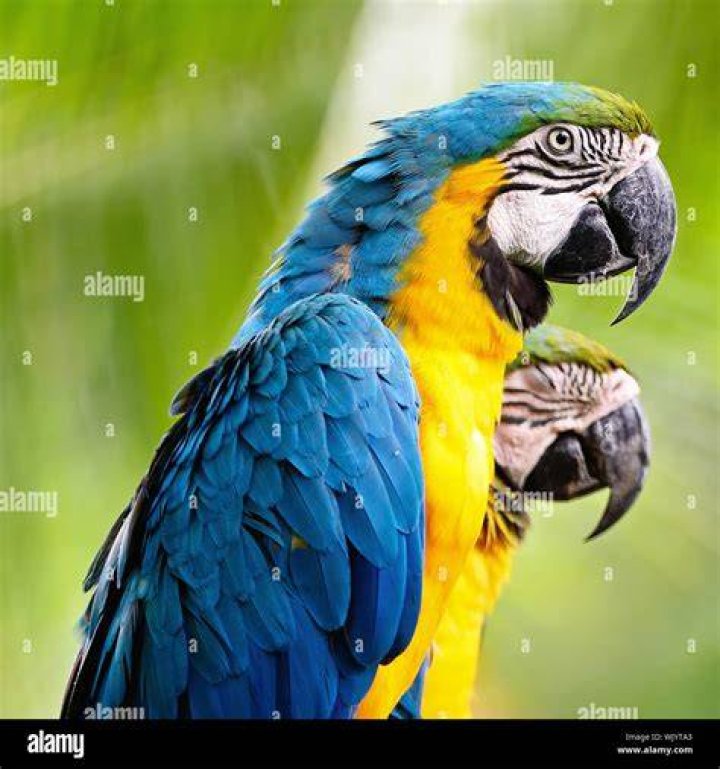 Spix&rsquo;s Macaw side view_Danny Ye_Shutterstock