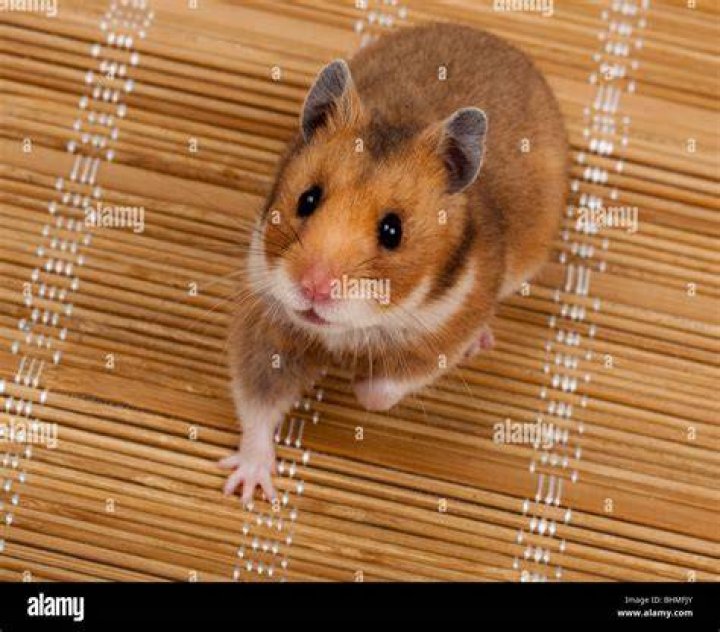 Syrian Hamster