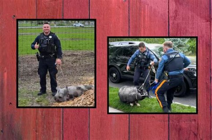 Talk of restarting Pigs' watch on cops