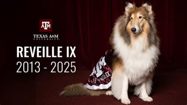 tamu ﻿mcpherson