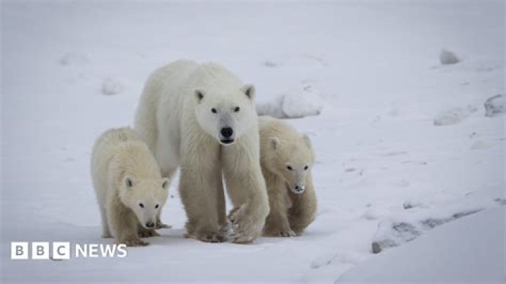 The Bear. Photo / BBC 