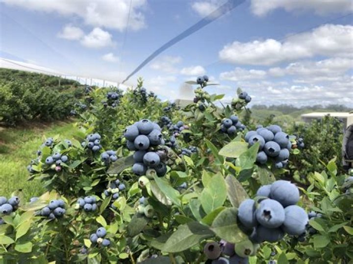 The Blue River Orchard blueberry ice cream and frozen yogurt cones are legendary in the Far North.