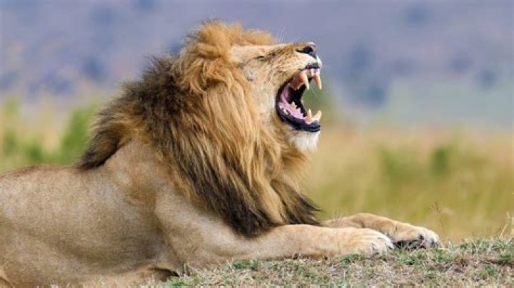 The Lion. Photo / BBC 