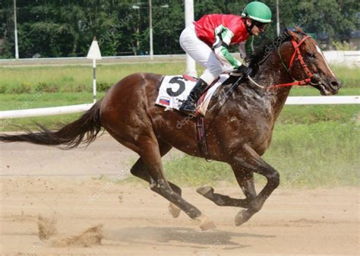 Thoroughbred racehorse