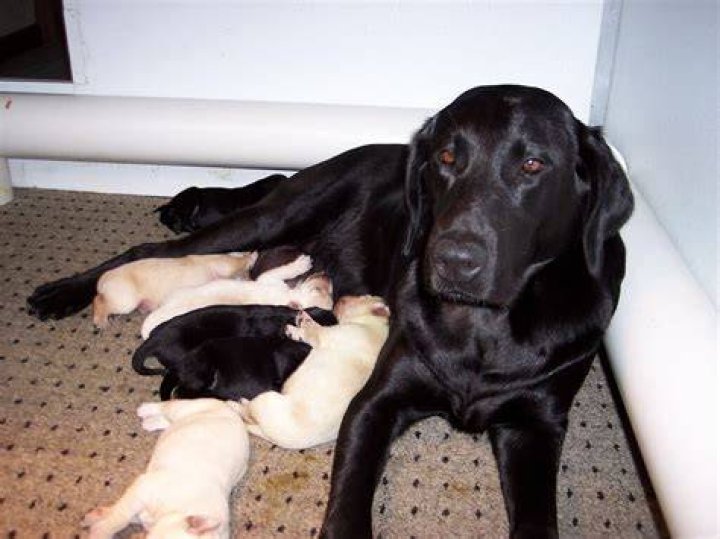 Thunder Labradors