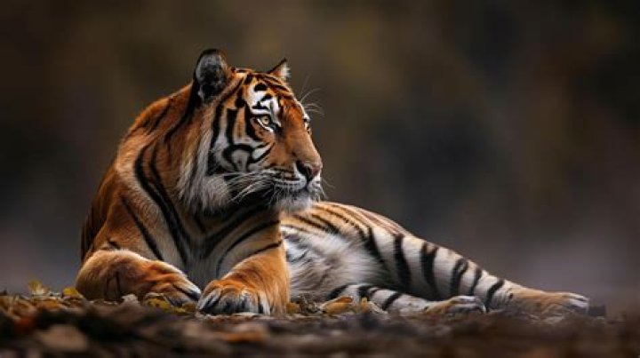 Tiger Tiger
