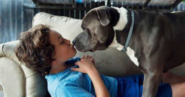 Tips for preventing pit bull attacks