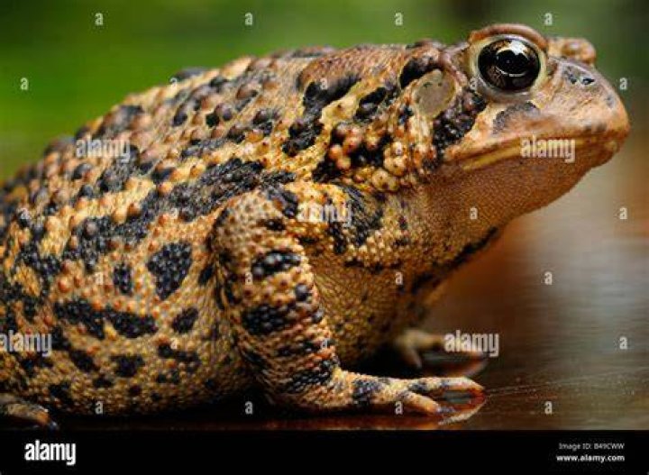 toad